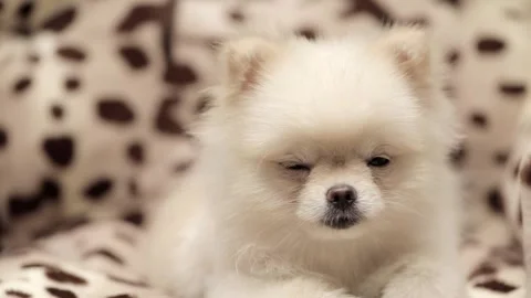 Spitz dog sitting close up Stockbeeldmateriaal 248599571