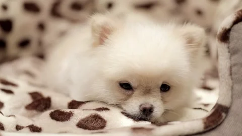 Spitz dog sitting close up Vídeo Stock 249580721