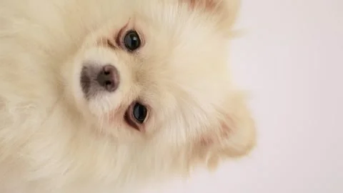 Spitz dog sitting close up Stock Footage 252059042