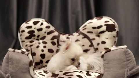 Spitz dog sitting closeup Stock-Footage 246741916