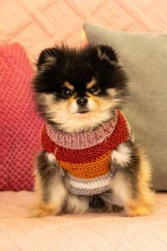 Spitz dog in a sweater Foto stock