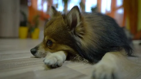 Spitz Dog Waiting For His Master Video stock 129353353