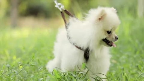 Spitz dog walking on a green meadow 스톡 동영상 246741833