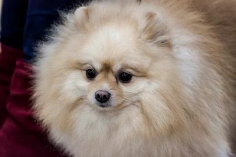 Spitz doggy 스톡 사진