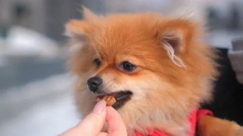 Spitz eats yummy in the hands of the hostess. Dog in close-up A lovely Stock Footage 233973853