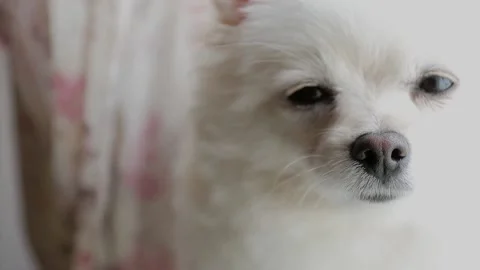 Spitz Stock Footage 151088897