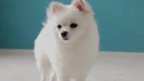 Spitz Stock Footage 151088900