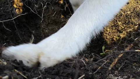 Spitz husky digging up garden soil looking for bone Video stock 112099842