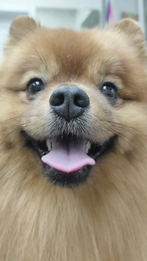 Spitz muzzle close-up, dog breathing with tongue out Stock Footage 262633632