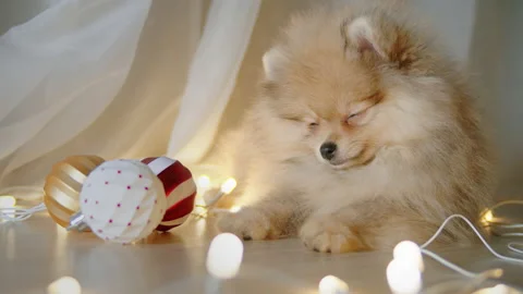 Spitz puppy falling asleep while lying on the floor at christmas evening Stock Footage 144123525