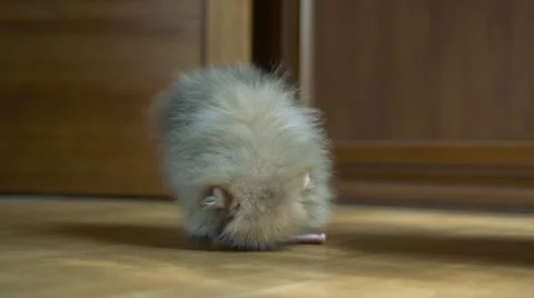 Spitz puppy Stock Footage 63231081