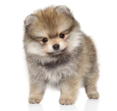 Spitz puppy in front on white background Photos