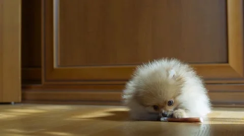 Spitz puppy playing with a bone at home Stock Footage 63231473