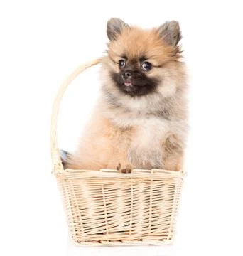 Spitz puppy sitting in basket. isolated on white background Foto stock