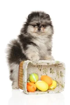 Spitz puppy, standing on a basket with Easter eggs Stock Photos