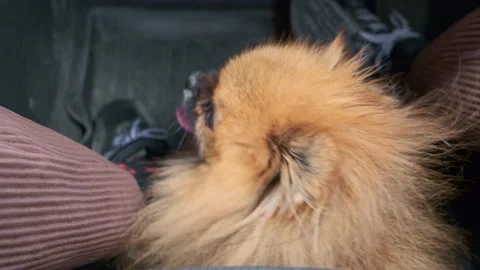 Spitz rides in a car Stock Footage 196822007