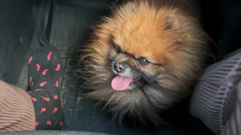 Spitz rides in a car Stock Footage 196822055