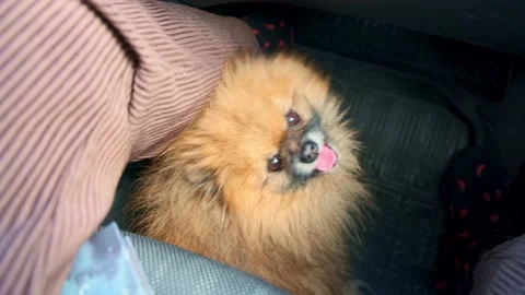 Spitz rides in a car Stock Footage 196822064