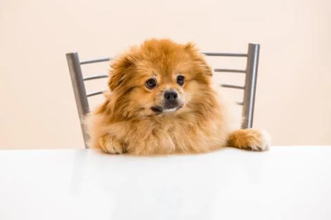 Spitz is sitting at the table on a chair Stock Photos