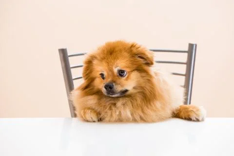 Spitz is sitting at the table on a chair Foto stock