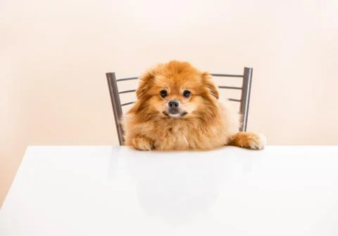 Spitz is sitting at the table on a chair Stock Photos