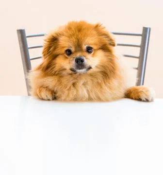 Spitz is sitting at the table on a chair Stock Photos