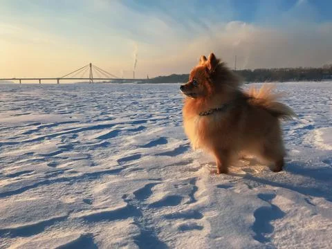 Spitz in the snow Stock Photos