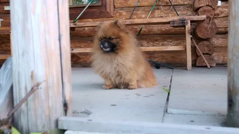 Spitz stands on the balcony Stock Footage 196822133