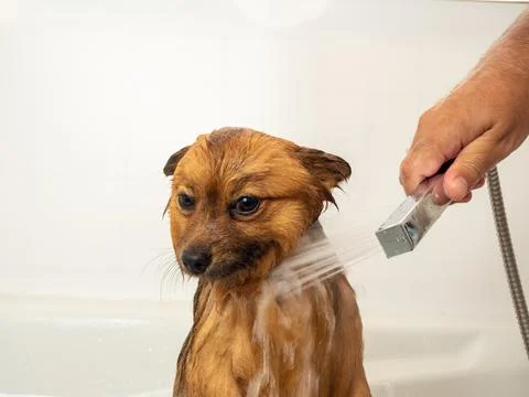 Spitz is taking a bath. Stock Photos