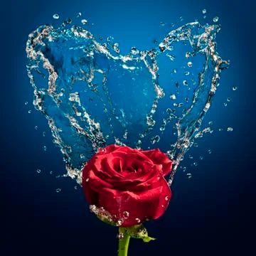 Splash and rose Stock Photos