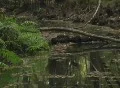 Splash in the Cotee River Footage