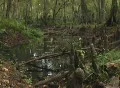 Splash in the Cotee River Footage