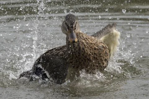 Splash landing Foto stock
