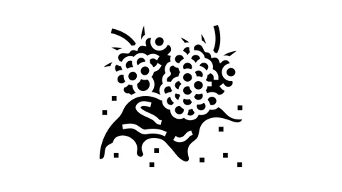 Splash raspberry fruit berry glyph icon animation Stock Footage 224869362