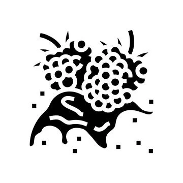 Splash raspberry fruit berry glyph icon vector illustration イラスト素材
