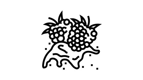 Splash raspberry fruit berry line icon animation Stock Footage 224905675