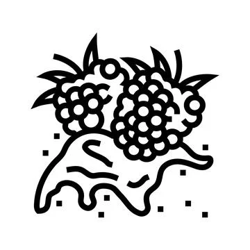 Splash raspberry fruit berry line icon vector illustration イラスト素材