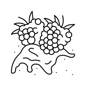 Splash raspberry fruit berry line icon vector illustration イラスト素材