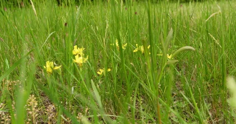 A Splash of Spring: Yellow Iris Blooms Amongst Verdant Grass Stock Footage 255824260