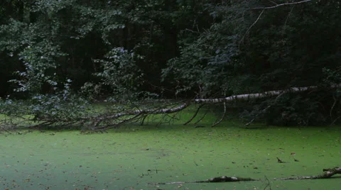 Splash in the swamp Stock Footage 54461087