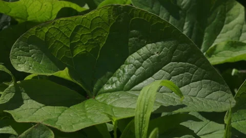 A splash of water dampened a large burdock. Watering leaves Stock Footage 131258581