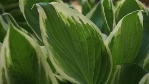 A splash of water dampened a large burdock. Watering leaves Stock Footage 131258837