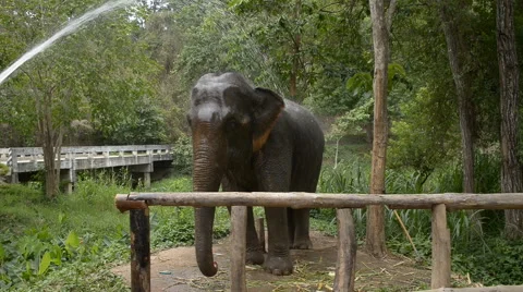 Splash water to elephant for keep it cool down. Stock Footage 50458704