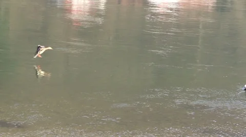 Splashdown ducks on river Stock Footage 36281907