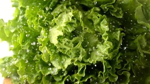 Splashed water from dropped green leaf lettuce, slow motion 4k 120 Stock-Footage 157991167