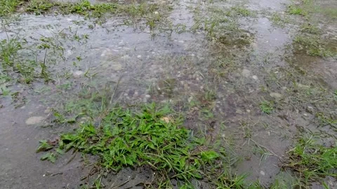 Splashes of rainwater on grass and soil. Stock Footage 252115442