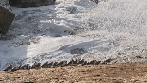 Splashes from the stormy waves and Flock of birds on the rocky shore Stock Footage 116179420