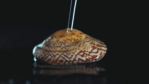 Splashes of water fall on the shells. Stock Footage 112595671