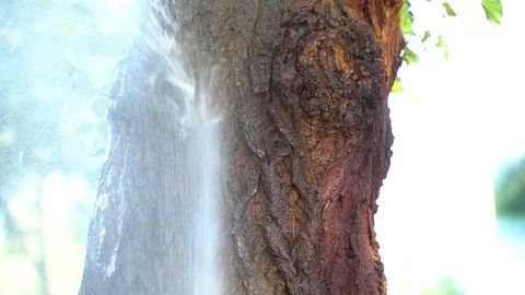 Splashes of water fall under pressure on tree Stock Footage 93558647