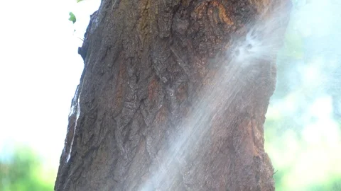Splashes of water fall under pressure on tree Stock Footage 93558729
